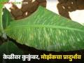 Banana Crop : केळी बागेवर कुकंबर मोझॅकचा प्रादुर्भाव, 'या' करा उपाययोजना, वाचा सविस्तर  - Marathi News | Latest News Cucumber mosaic outbreak in banana orchard, take measures now, read in detail | Latest agriculture News at Lokmat.com