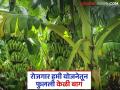 Banana Farming : नऊ शेतकऱ्यांची कमाल, 05 हेक्टर क्षेत्रावर फुलवली केळीची बाग, वाचा सविस्तर  - Marathi News | Latest News nine farmers have planted banana garden on 5 hectares area read in detail | Latest agriculture News at Lokmat.com