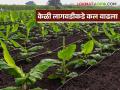 Banana Cultivation : उसाच्या वाताहतीमुळे केळीचा पर्याय; शेतकऱ्यांना सोयीचा वाटतोय - Marathi News | Banana Cultivation : Farmers feel comfortable with Banana Cultivation | Latest agriculture News at Lokmat.com