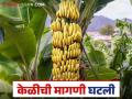 Keli Market : सध्या केळीला मिळतोय प्रतिक्विंटल 'हा' दर वाचा सविस्तर - Marathi News | Keli Market: Bananas are currently getting this per quintal price, read in detail | Latest agriculture News at Lokmat.com
