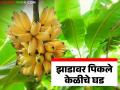 Banana Market : चांगल्या भावाच्या प्रतीक्षेत झाडावरच पिकले केळीचे घड; असा मिळतोय भाव - Marathi News | latest news Banana Market: Bunches of bananas ripen on the tree waiting for a good price; This is the price being obtained | Latest agriculture News at Lokmat.com