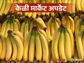 Keli Bajar Bhav : केळीच्या दरात घसरण, 'या' महिन्यात बाजारभाव वाढतील, वाचा सविस्तर  - Marathi News | Latest News Keli Market Banana prices fall, market prices will increase next month, read in detail | Latest agriculture News at Lokmat.com