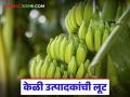 जाणीवपूर्वक पाडले जात आहेत केळीचे दर; युद्धाच्या नावाखाली केळी उत्पादक शेतकऱ्यांची लूट - Marathi News | Banana prices are being deliberately lowered; Banana farmers are being looted in the name of war | Latest agriculture News at Lokmat.com
