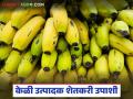 केळी व्यापारी तुपाशी; शेतकऱ्यांकडून दीड रुपये किलोने खरेदी अन् बाजारात ४० रुपये डझनाने विक्री - Marathi News | Banana traders get good money; Buy from farmers Rs 1.50 per kg and sell in the market Rs 40 per dozen | Latest agriculture News at Lokmat.com
