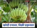ऐन नवरात्रीत शेतकरी म्हणतोय; व्यापाऱ्यांनो तुमच्या मनाचा भाव द्या, पण केळी घेऊन जा - Marathi News | Farmers are saying this during Navratri; Traders, give your heart's desire, but take the bananas with you | Latest agriculture News at Lokmat.com