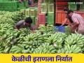 Banana Export : गिरणा काठची केळी इराणला रवाना, भडगावच्या शेतकऱ्याचा पाच एकरवर केळीचा मळा  - Marathi News | Latest News Bhadgaon farmer's bananas export to Iran check here details | Latest agriculture News at Lokmat.com