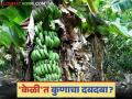 देशात केळी उत्पादनात कोणते राज्य पुढे? महाराष्ट्रात कोणता जिल्हा पुढे? वाचा सविस्तर - Marathi News | Which state leads in banana production in the country? Which district leads in Maharashtra? Read in detail | Latest agriculture News at Lokmat.com
