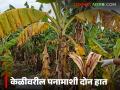 आता केळीवरील पनामा रोगाची होईल सुट्टी, केंद्रीय संशोधक पथक कार्यान्वित, कृषिमंत्र्याचे निर्देश  - Marathi News | Latest news Now Panama disease on bananas will be eradicated, central research team activated, Agriculture Minister's instructions | Latest agriculture News at Lokmat.com