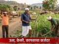 ऊस, केळी, कापूस पिकाचे असे आहेत सुधारित कर्जदर, कर्ज घेताना 'या' अटींकडे लक्ष द्या! - Marathi News | Latest News Crop Loan Rates for Sugarcane, Banana, and Cotton for the 2026-27 Season | Latest agriculture News at Lokmat.com