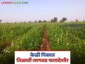Intercropping Sesame in Banana : केळी पिकात तिळाची लागवड करा, असंख्य फायदे मिळवा, इथं वाचा सविस्तर  - Marathi News | Latest News Intercropping Farming Plant sesame seeds in banana crop, get numerous benefits, read in detail | Latest agriculture News at Lokmat.com