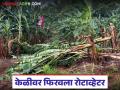 शेतकऱ्यानं सहा एकरावरील उभ्या केळीवर रोटाव्हेटर फिरवला, लाखोंचं नुकसान  - Marathi News | Latest news Farmer turns rotavator on six acres of standing banana, causing loss of lakhs | Latest agriculture News at Lokmat.com