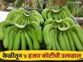 या जिल्ह्यात वर्षभर केळीची लागवड निर्यातक्षम केळीतून होतेय ५ हजार कोटींची उलाढाल - Marathi News | In this district, banana cultivation is done throughout the year from exportable bananas with a turnover of 5 thousand crores | Latest agriculture News at Lokmat.com
