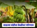 Banana Farming : वाढत्या थंडीचा केळीवर परिणाम, भाव कमी त्यात घड व झाडांची वाढ खुंटली! - Marathi News | Latest News Rising cold weather affects banana crops, leading to blight infestation | Latest agriculture News at Lokmat.com