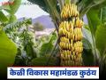 घोषणा होऊन दोन वर्षे झाली, केळी विकास महामंडळ कुठंय, शेतकऱ्यांमध्ये तीव्र संताप  - Marathi News | Latest Neqws Two years after the announcement, Banana Development Corporation still not established | Latest agriculture News at Lokmat.com