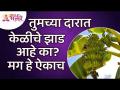 अंगणामध्ये केळीचे झाड असण्याचे महत्व काय? Banana Tree Information | Lokmat Bhakti - Marathi News | What is the significance of having a banana tree in the yard? Banana Tree Information | Lokmat Bhakti | Latest bhakti Videos at Lokmat.com