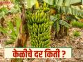 Banana Market: तोडणी सुरु होताच केळीचे दर किती? जाणून घ्या सविस्तर - Marathi News | Banana Market: What are the prices of bananas as soon as harvesting starts? Find out in detail | Latest agriculture News at Lokmat.com