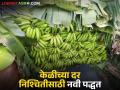 Banana Market : जळगावच्या केळीचे दर ठरविण्याची अशी आहे नवीन पद्धत, वाचा सविस्तर - Marathi News | Latest News banana Market new method of determining banana prices in Jalgaon, read in detail | Latest agriculture News at Lokmat.com