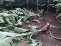 केळीची झाडे कापून नुकसान - Marathi News | Damage by cutting banana trees | Latest nandurbar News at Lokmat.com