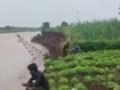 Kolhapur: कनवाड येथे कृष्णा नदीकाठची शेतजमीन गेली वाहून - Marathi News | Agricultural land along the banks of Krishna river in Kanwad was washed away | Latest kolhapur News at Lokmat.com
