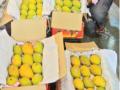 केरळचा आंबाही मुंबईत, मार्केटमध्ये उत्साहाचे वातावरण - Marathi News | Kerala mangoes also in Mumbai, the atmosphere of excitement in the market | Latest navi-mumbai News at Lokmat.com