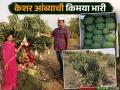 पुण्यातली नोकरी सोडली आणि केशर आंब्याची शेती केली; वर्षाला ५ लाख रुपयांची कमाई झाली - Marathi News | Left his job in Pune and started farming kesar mango; earned Rs 5 lakh a year | Latest agriculture News at Lokmat.com