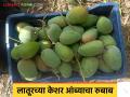 Kesar Mango: लातूरच्या केशर आंब्याचा गुजरात, मध्यप्रदेश राज्यातही गोडवा! वाचा सविस्तर - Marathi News | Kesar Mango: latest news Latur's Kesar Mango is also sweet in Gujarat and Madhya Pradesh! Read in detail | Latest agriculture News at Lokmat.com