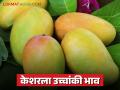 बाजारात केशर आंब्याची आवक सुरु; वाचा गोल्डन केशर आंब्याला प्रतिकिलो काय मिळतोय दर? - Marathi News | Arrival of kesar mangoes has started in the market; Read: What is the price per kg of golden kesar mangoes? | Latest agriculture News at Lokmat.com