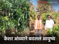 Farmer Success Story :'मनरेगा'चा स्मार्ट वापर; केशर आंब्यातून थेट लाखोंची कमाई! - Marathi News | latest news Farmer Success Story: Smart use of 'MGNREGA'; Earning lakhs directly from saffron mango! | Latest agriculture News at Lokmat.com