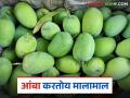अनुदानावरील आंबा पिकाने राज्यातील या दुष्काळी तालुक्यांतील शेतकऱ्यांना केले मालामाल - Marathi News | Subsidized mango crop has enriched farmers in these drought-hit talukas of the state | Latest agriculture News at Lokmat.com