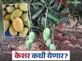 यंदा केशर आंब्यालाही हवामानाचा फटका; बाजारात येण्यासाठी अजून किती दिवस लागणार? - Marathi News | This year kesar mangoes have also been affected by the weather; how many days will it take to reach the market? | Latest agriculture News at Lokmat.com