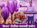 Saffron Farming : काश्मिरातील 'केशर'ची शेती आपल्या मराठवाड्यातही शक्य; निवृत्त कृषी अधिकाऱ्याने केली केशर फार्माची निर्मित्ती वाचा त्यांची यशकथा सविस्तर - Marathi News | Saffron Farming : 'Saffron' farming in Kashmir is also possible in our Marathwada; Read the detailed success story of Keshar Pharma, founded by a retired agriculture officer | Latest agriculture News at Lokmat.com