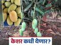 इंदापूरच्या केशर आंब्यासाठी आणखी २० ते २५ दिवसांची पाहावी लागणार वाट   - Marathi News | We will have to wait another 20 to 25 days for the saffron mangoes of Indapur. | Latest pune News at Lokmat.com