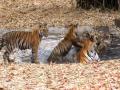 ताडोबात व्याघ्र प्रकल्पात 'बबली' व पिल्लांची 'मस्ती की पाठशाला', पाहा Video - Marathi News | At Tadoba Tiger Reserve, tigress Babli and her cubs having fun in water, video viral | Latest chandrapur News at Lokmat.com