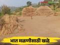 Paddy Harvesting : पारंपरिक भात मळणीसाठी खळे कसे तयार करतात? जाणून घ्या सविस्तर  - Marathi News | Latest News Agriculture News How are threshing floors prepared for traditional rice harvesting Know in detail  | Latest agriculture News at Lokmat.com