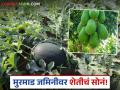 Farmer Success Story : मुरमाड माळरानावरून समृद्ध शेतीकडे यशस्वी झेप वाचा सविस्तर - Marathi News | latest news Farmer Success Story: Murmad's successful leap from Malrana to prosperous agriculture Read in detail | Latest agriculture News at Lokmat.com