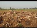 पिकाला लागलेला खर्चही न निघाल्याने कपाशीत घातली मेंढरं  - Marathi News | Sheep grazing in cotton field at buldhana district | Latest buldhana News at Lokmat.com