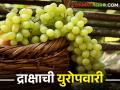 घाटमाथ्यावरील खानापूर गाव द्राक्ष निर्यातीतून करतंय कोट्यांची उलाढाल - Marathi News | The village of Khanapur on the Ghats earns crores of rupees through export of grapes | Latest agriculture News at Lokmat.com