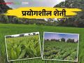Farmer Success Story: यांत्रिक अवजाराचे महत्त्व उमगले अन् शेतीचे तंत्र सुलभ झाले - Marathi News | Farmer Success Story: Importance of mechanical tools & techniques emerged and farming operation became easier | Latest agriculture News at Lokmat.com
