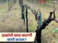 Kharad Chatani : खरड छाटणीवेळी 'ही' चूक महागात पडू शकते, अशी करा छाटणी?  - Marathi News | Latest news Draksh Kharad Chatani How to prune grapes process see details | Latest agriculture News at Lokmat.com