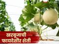 Kharbuj Farming : कमी वेळेत जास्त उत्पादन देणारी खरबुजाची शेती, बियाण्यांची ऑनलाईन खरेदी करा!  - Marathi News | Latest News Kharbuj farming Melon farming that gives high yields in less time, buy seeds online! | Latest agriculture News at Lokmat.com