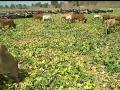 खरबूज-टरबूजांच्या मळ्यात चराईसाठी सोडली गुरे - Marathi News | Cattle grazing in water-melon fields | Latest vashim News at Lokmat.com