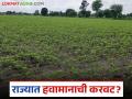 Kharif Crop : राज्यातील २०७ तालुके कोरड्या संकटात; शेतकऱ्यांची जीवघेणी लढाई - Marathi News | latest news Kharif Crop: 207 talukas in the state are in drought crisis; Farmers' life-threatening battle | Latest agriculture News at Lokmat.com