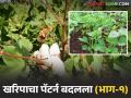 Crop Pattern Change : कापूस मागे, सोयाबीन आघाडीवर; शेतकऱ्यांची बदलती पिकनिवड वाचा सविस्तर - Marathi News | latest news Crop Pattern Change: Cotton behind, soybean ahead; Farmers' changing crop choices read in details | Latest agriculture News at Lokmat.com