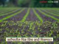 पिक विम्याच्या मदतीसाठी पुन्हा तोच निकष; आता 'या' प्रयोगांच्या आधारे मिळणार नुकसान भरपाई - Marathi News | Same criteria again for crop insurance assistance; Now compensation will be given based on 'these' experiments | Latest agriculture News at Lokmat.com