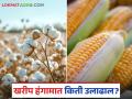 Kharif Season : यंदा खरीप हंगामासाठी ३०० कोटींची उलाढाल वाचा सविस्तर - Marathi News | Kharif Season: latest news Turnover of Rs 300 crores for this year's Kharif season Read in detail | Latest agriculture News at Lokmat.com