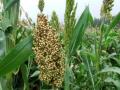 राज्यात खरीप ज्वारीचे क्षेत्र घटले! - Marathi News | The area of kharif sorghum declined in the state! | Latest akola News at Lokmat.com