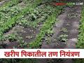 खरीप पिकांतील तण नियंत्रणास करू नका दुर्लक्ष; अन्यथा साधणार नाही उत्पादनाचे लक्ष - Marathi News | Do not neglect weed control in kharif crops otherwise the yield will not be achieved | Latest agriculture News at Lokmat.com