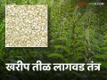 Til Sowing उत्पन्नाची अधिक हमी असलेले खरीपातील तीळ लागवड तंत्रज्ञान - Marathi News | Sesame Cultivation Technology in Kharif with More Guaranteed Yield | Latest agriculture News at Lokmat.com