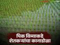 Pik Vima Update : यंदा खरीप पिक विम्याकडे शेतकऱ्यांचा ओढा कमी; कोणत्या विभागातून सर्वाधिक अर्ज? - Marathi News | Pik Vima Update : Farmers demand for kharif crop insurance is less this year; Which department has the most applications? | Latest agriculture News at Lokmat.com