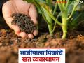 Vegetable Management : वेलवर्गीय भाजीपाला पिकांचे खत व्यवस्थापन कसे कराल? जाणून घ्या सविस्तर  - Marathi News | Latest News bhajipala lagvad How to manage fertilizer for vegetable crops Learn in detail | Latest agriculture News at Lokmat.com